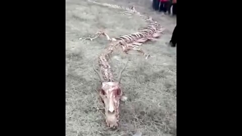 65ft Long Dragon Skeleton Found In China
