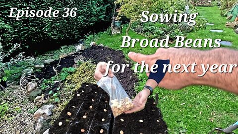 Planting Broad Beans: A Step-by-Step Guide for Beginners