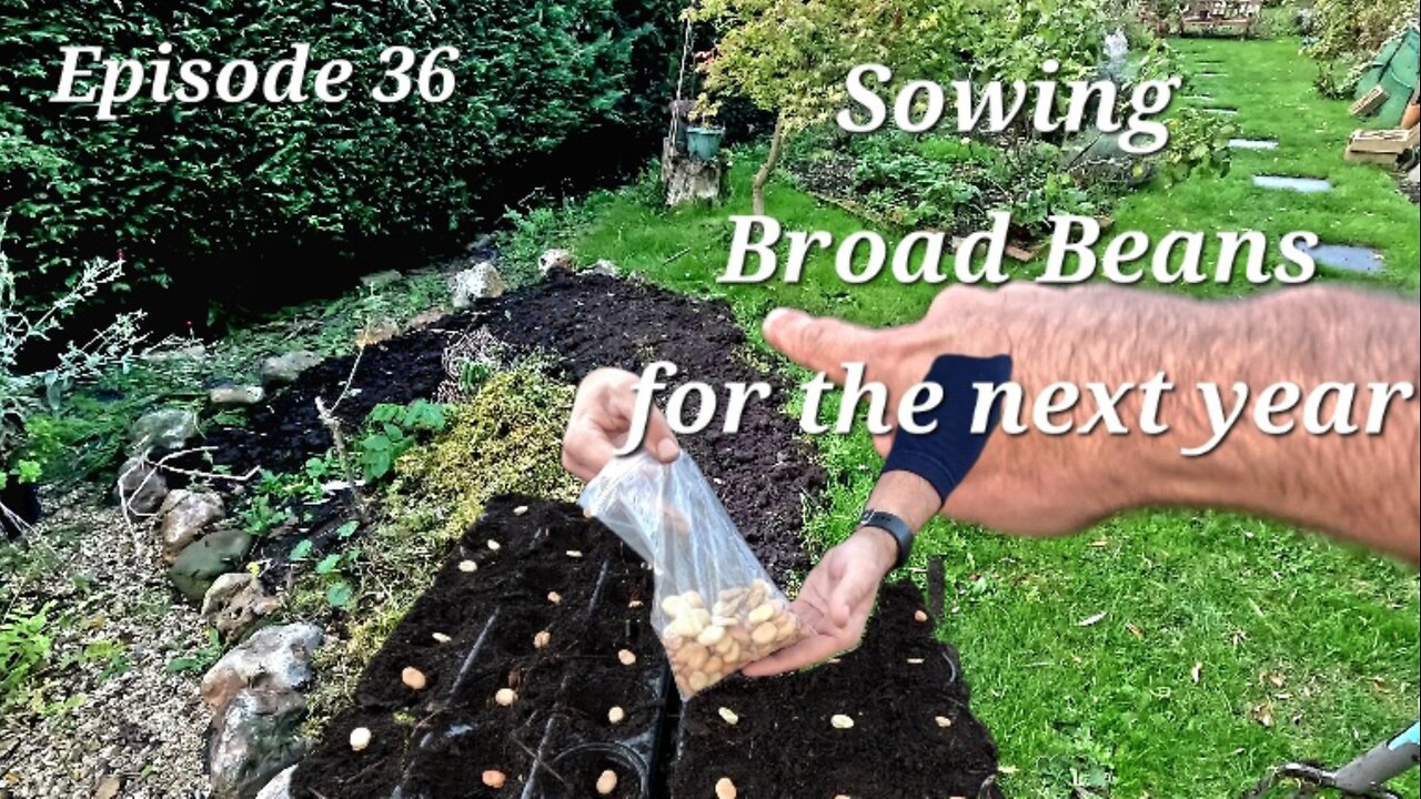 Planting Broad Beans: A Step-by-Step Guide for Beginners