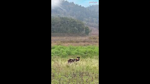 Leopard takedown On The Wild Dog