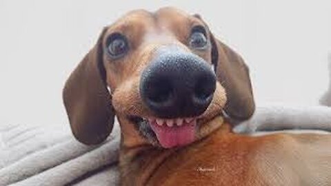 Funniest Animal Videos Ever