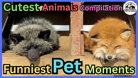 Funniest Pet Moments of the Week