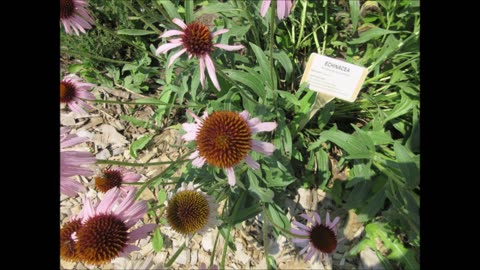 Healthy Boundaries Echinacea July 2024