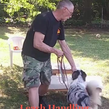 Leash Handling short 1d