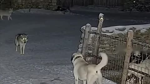 The bravest guard dog protects its flock