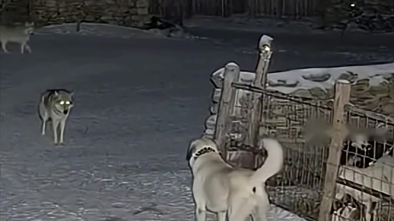 The bravest guard dog protects its flock