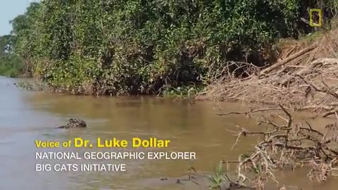 Trending: Jaguar Attacks Crocodile Cousin (EXCLUSIVE VIDEO) | National Geographi