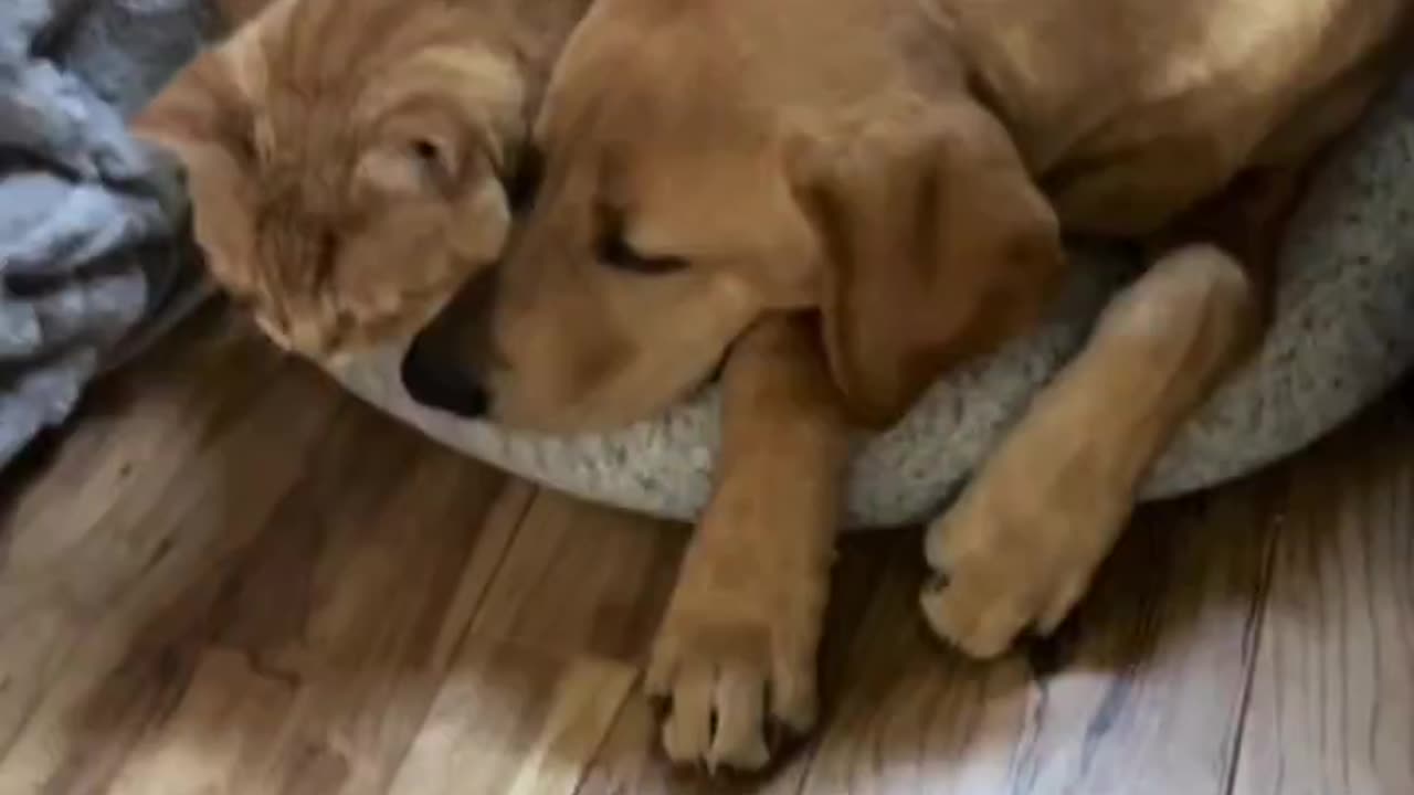 WE DIDN’T NEED A 🥰BIGGER BED!