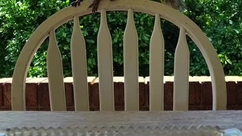 Have a pawsome thanksgiving everyone 🐿️💞🐾