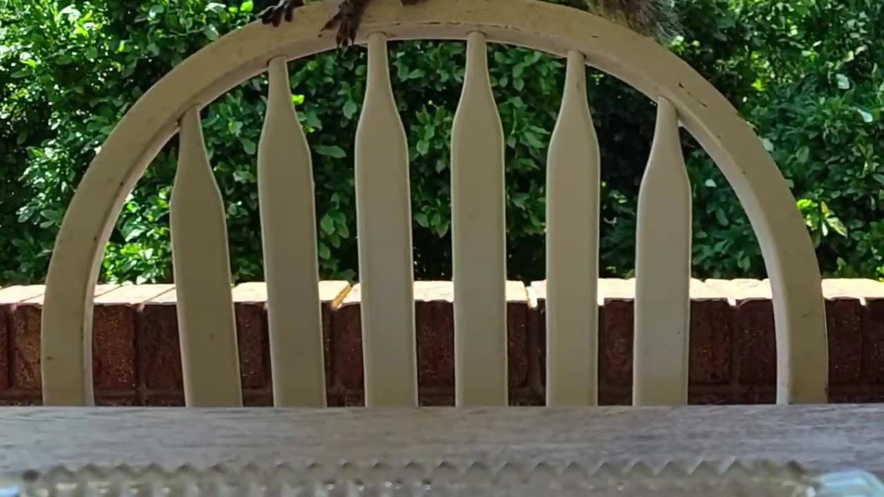 Have a pawsome thanksgiving everyone 🐿️💞🐾