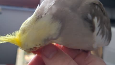 Quincy Scritches (plus surprise guest)