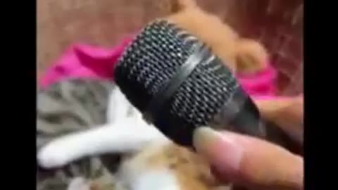 animal comedy 1