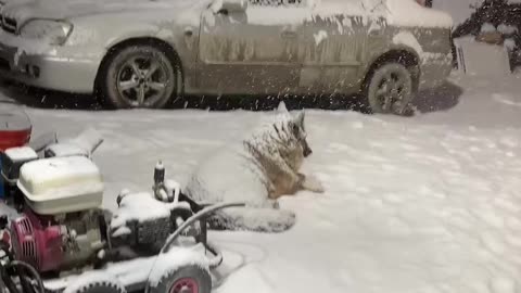 Otto Lays Out in the Snow