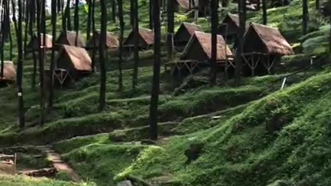 "Enchanted Pine Forests of Yogyakarta: A Tranquil Escape into Nature's Embrace"