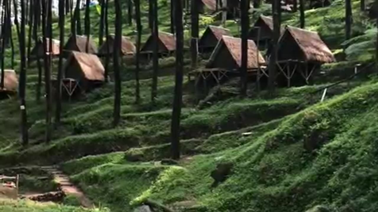 "Enchanted Pine Forests of Yogyakarta: A Tranquil Escape into Nature's Embrace"