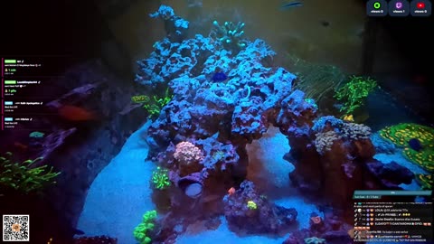 24/7 Real Live Reef Stream