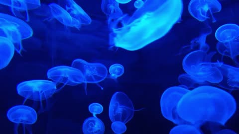 ✨ Relaxing Jellyfish in the Ocean | Calming Sea Sounds for Meditation and Sleep