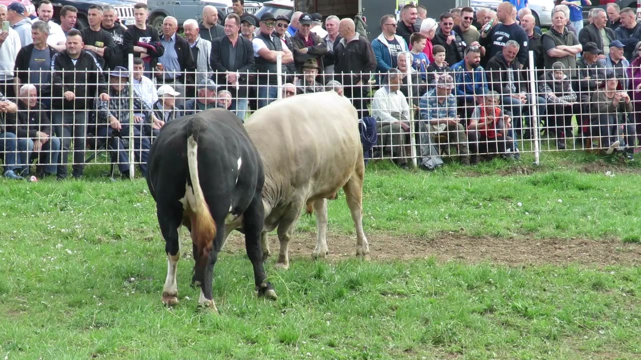 Bijeli od Jusića vs Brizan od Mere Sanica 2025