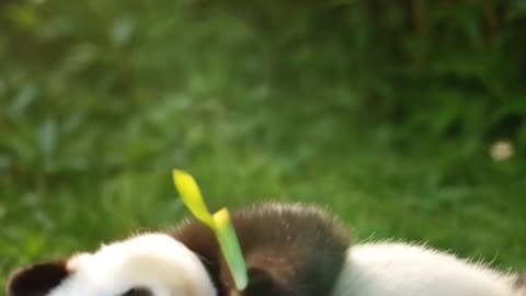🌿 🐼 Molo Tickle Time! Grass Tickle Tummy! #shahpublishing #molothepanda #savepanda #cute #pets