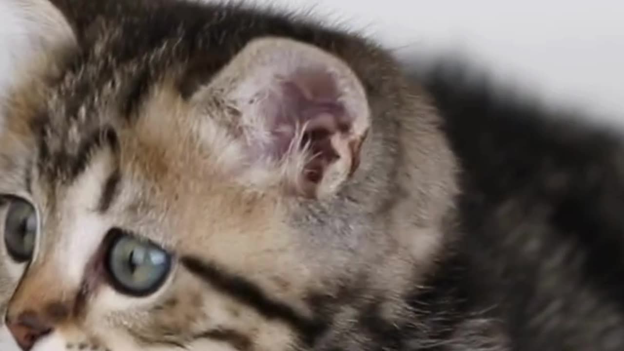 This Cat Might Steal Your Heart 💘🐾 (And Never Give It Back!)