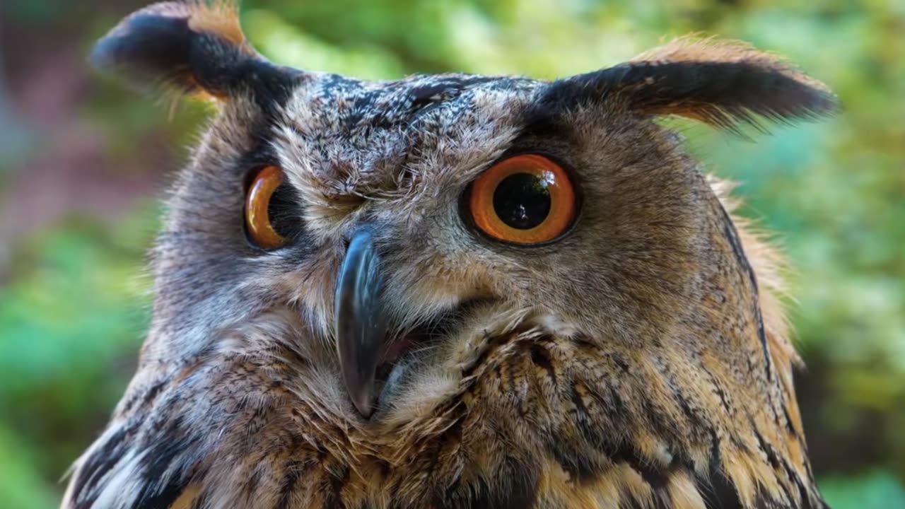 Timeless Focus: Classical Study Session