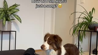 😂🐾 Turn Around Fail! | FunFM