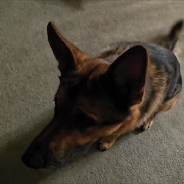 Ol' Roy jerky stick.