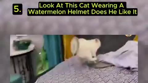 5 Funny Cat Videos