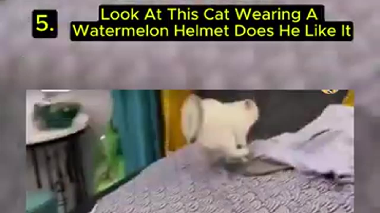 5 Funny Cat Videos