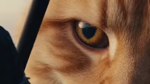 BREAKING: Giant Cat Climbs Building in Downtown Manhattan 🚨🐾