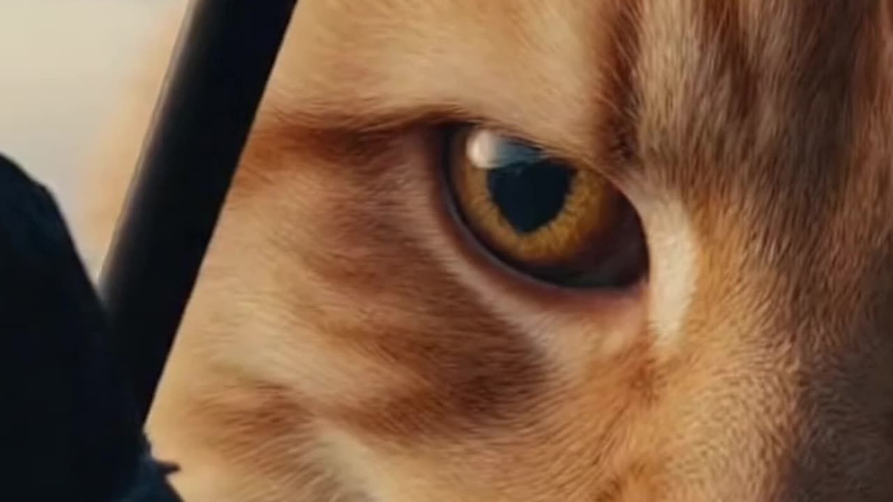 BREAKING: Giant Cat Climbs Building in Downtown Manhattan 🚨🐾