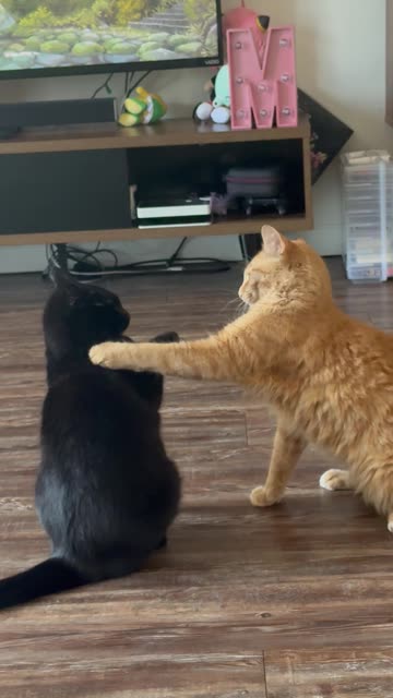 Orange Cat Annoys Void Cat to No End