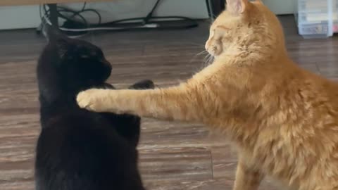 Orange Cat Annoys Void Cat to No End