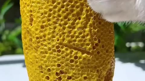 Why doesn't honey rot? Analysis of the amazing scientific reason