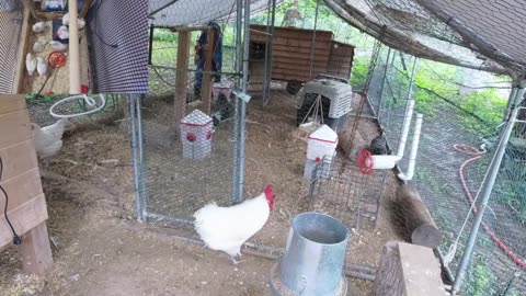 Chicken Live Stream