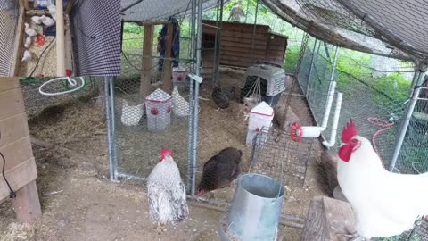 Chicken Live Stream