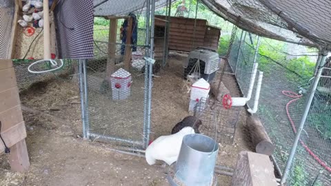 Chicken Live Stream