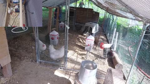 Chicken Live Stream