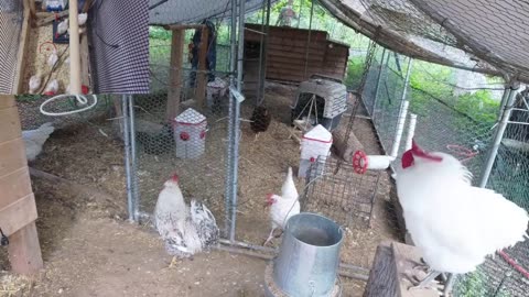 Chicken Live Stream