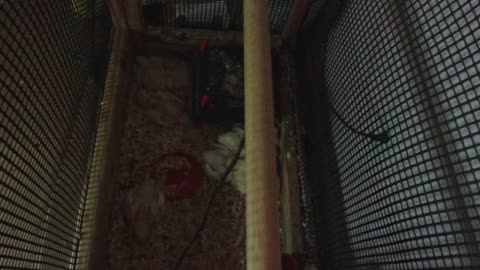 Chicken Live Stream
