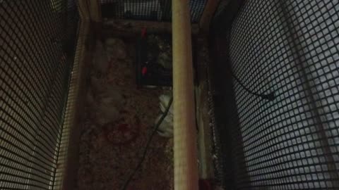 Chicken Live Stream