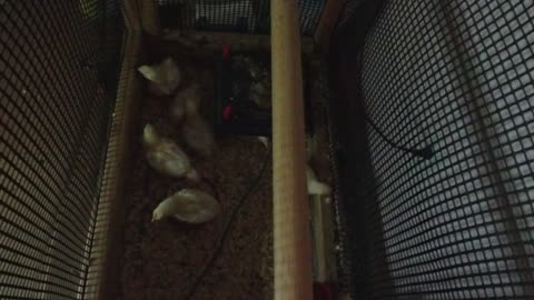 Chicken Live Stream
