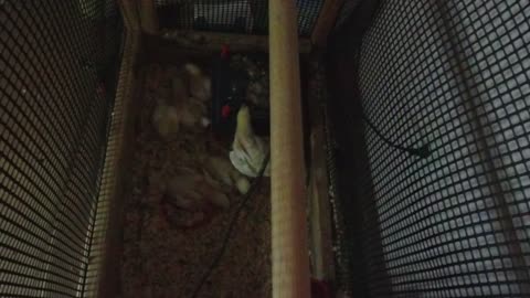 Chicken Live Stream
