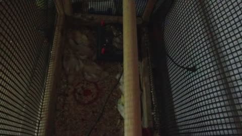 Chicken Live Stream