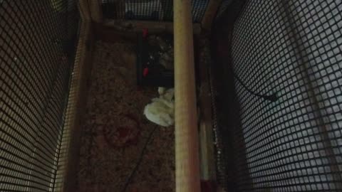 Chicken Live Stream