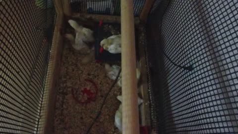 Chicken Live Stream