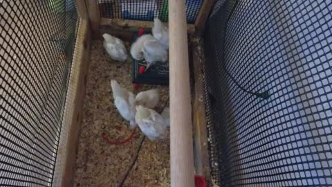 Chicken Live Stream