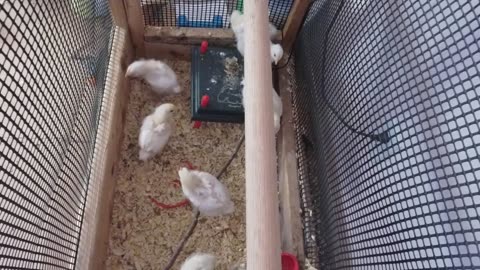 Chicken Live Stream
