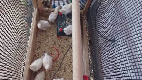 Chicken Live Stream