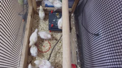 Chicken Live Stream